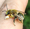 broad-handed leafcutting bee