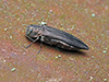 bronze birch borer