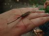 brown waterscorpion