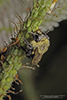 bumble bee (Bombus sp.)