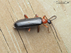 Canada fire-colored beetle
