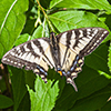 Canadian tiger swallowtail