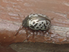 calligrapher beetle (Calligrapha scalaris group)