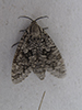 carpenterworm moth