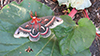 cecropia moth