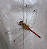 cherry-faced meadowhawk