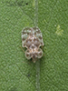 chrysanthemum lace bug