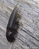 click beetle (Family Elateridae)