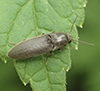 click beetle (Agriotes sp.)