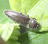 click beetle (Melanotus sp.)