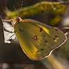 clouded sulphur
