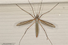 European crane fly
