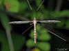 common crane fly (Tipula caloptera)