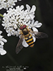 common flower fly