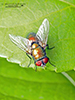 common green bottle fly
