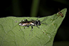 common sawfly (Macrophya sp.)