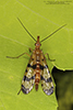 common scorpionfly (Panorpa sp.)