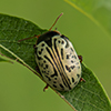 common willow calligrapher beetle