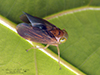 coppery leafhopper