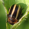 coreopsis beetle