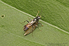 crabronid wasp (Alysson oppositus)
