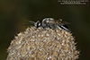 crabronid wasp (Astata unicolor)