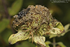 crabronid wasp (Astata unicolor)