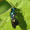 cuckoo wasp (Subfamily Chrysidinae)