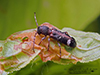 currant-tip borer