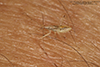 damsel bug (Nabis americolimbatus)