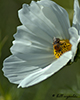 dark-veined longhorn bee