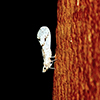 derbid planthopper (Otiocerus francilloni)