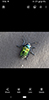 dogbane beetle
