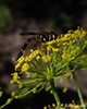 eastern band-winged hover fly