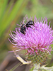 eastern thistle longhorn bee