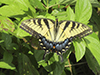 eastern tiger swallowtail