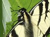 eastern tiger swallowtail