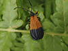 end band net-winged beetle