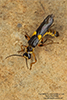 Frison’s soldier beetle