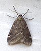 fall cankerworm moth