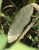 fan-foot moth (Zanclognatha sp.)