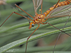 ferruginous tiger crane fly