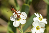 field ant (Formica pallidefulva group)