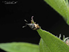 flower bud weevil