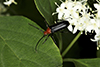 flower longhorn beetle (Charisalia americana)