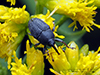 flower weevil (Odontocorynus sp.)