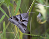 forage looper moth