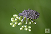 four-humped stink bug
