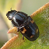 four-spotted sap beetle