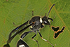 fraternal potter wasp